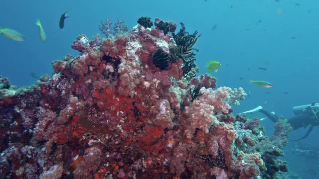 水下水肺潜水摄像师在泰国的珊瑚礁视频素材