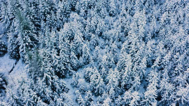 在苏格兰西南部的邓弗里斯和加洛韦，一架无人机在被雪覆盖的树木和灌木丛上旋转视频素材