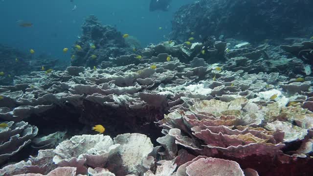 潜水在家度假的朋友在泰国安达曼海视频素材