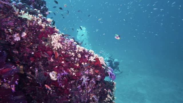 活跃的老年男性在水下珊瑚礁潜水泰国视频素材