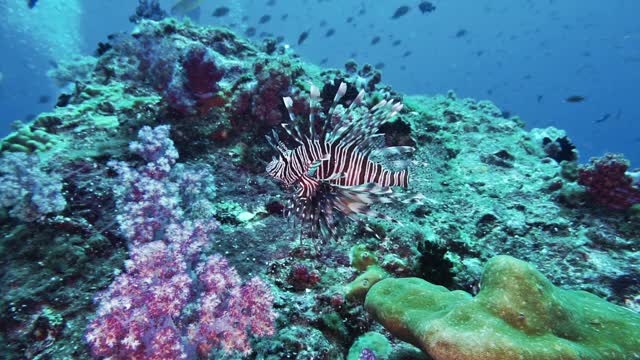 侧山潜水技术潜水泰国安达曼海视频素材