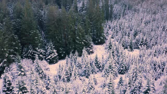 在苏格兰西南部的邓弗里斯和加洛韦，一架无人机翻越被雪覆盖的树木和灌木丛视频素材