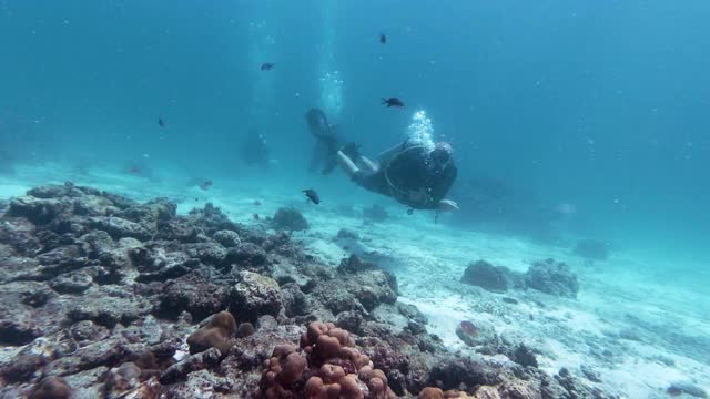 潜水者在水下珊瑚苗圃进行环境保护项目视频素材