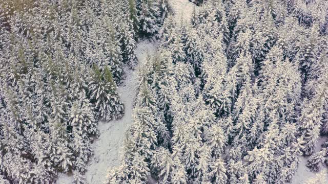 在苏格兰西南部的邓弗里斯和加洛韦，一架无人机飞过一片被雪覆盖的树林和灌木丛视频素材