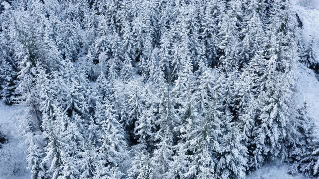 在苏格兰西南部的邓弗里斯和加洛韦，一架无人机降落在被雪覆盖的树木和灌木丛前视频素材