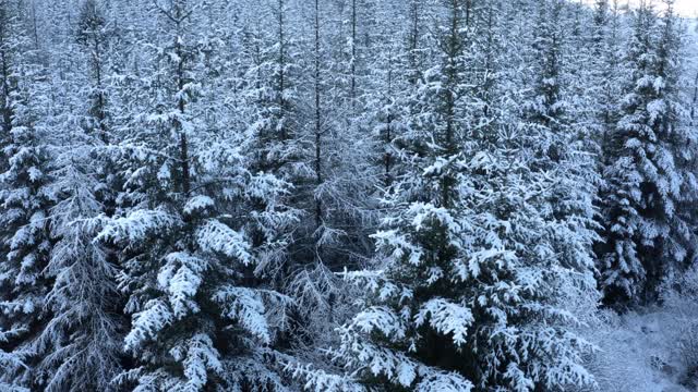 这是苏格兰西南部的邓弗里斯和加洛韦被雪覆盖的森林中的树木的鸟瞰图视频素材