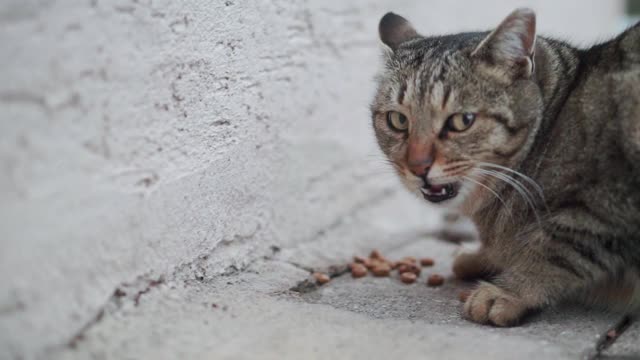 街上的猫在街上喂食视频素材