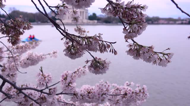 盛开的粉红色樱花，樱花枝在湖的背景上运动。樱花节概念。视频素材