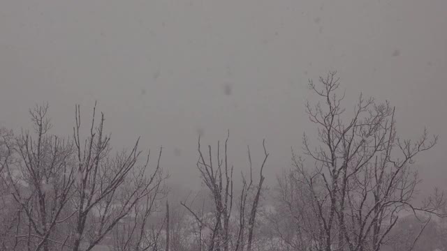 树上有一场暴风雪。视频素材