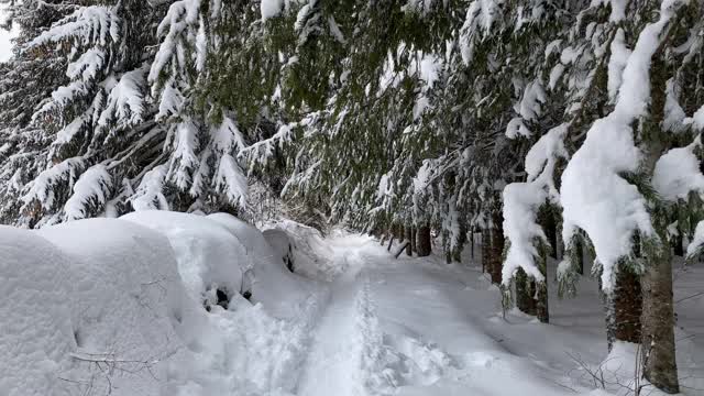 在白雪覆盖的森林里徒步旅行视频素材