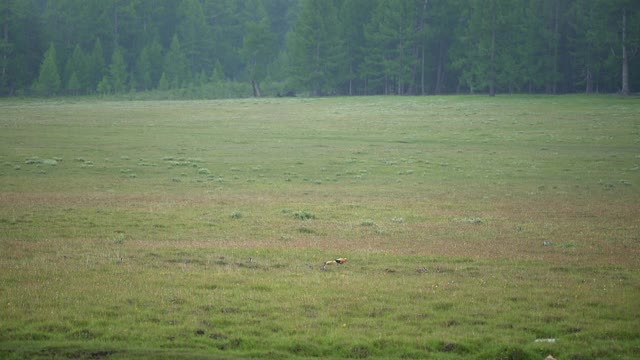 在天然草地上的野生红壳鸭鸟家庭和父母和幼崽视频素材