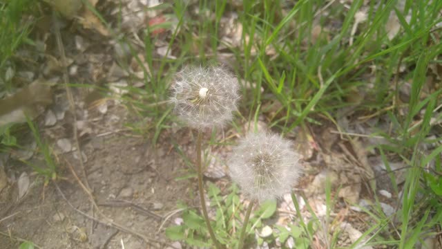 白色的粉扑花和绿叶在春天的新鲜空气中移动视频素材