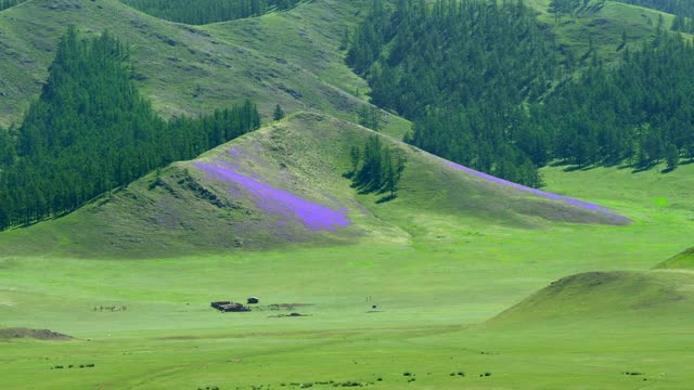 《山上的紫花》视频素材