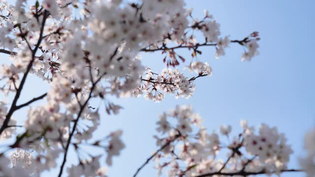 樱花视频素材