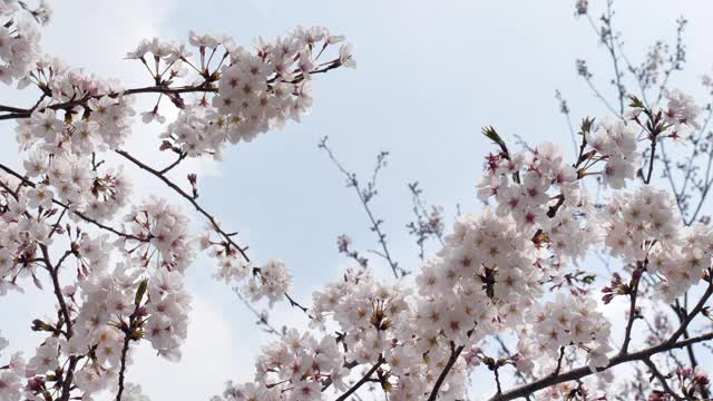 樱花视频素材