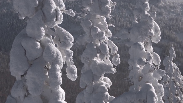 三雪覆盖着冷杉，就像守卫着冬天的森林。山坡上有冰冻的树。树枝就像在微风中摇摆的手臂。视频素材