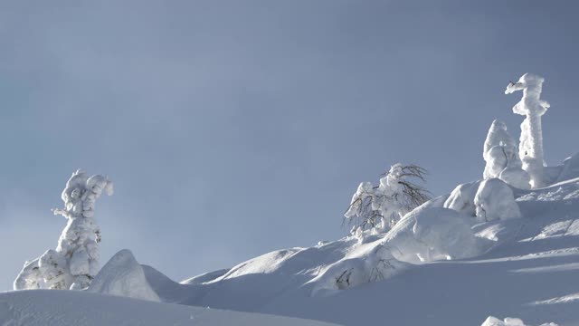 蓝色晴朗的天空越过雪山的斜坡。几缕雾和云掠过雪堆。树木和灌木完全被霜覆盖，树枝在强风中摇摆。视频素材