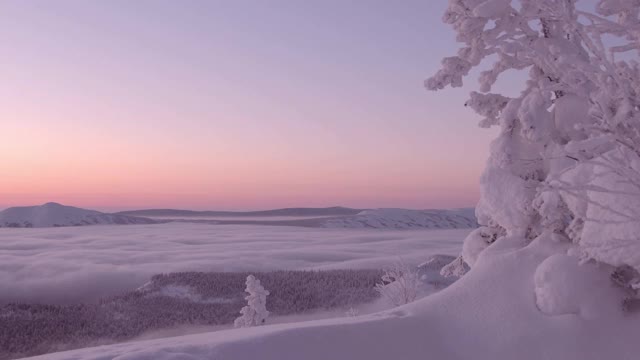 雾像河一样漂浮在白雪皑皑的山谷和地平线上的山。从山顶看冬天在粉红色的黎明。被冰雪覆盖的树木留下了自由的空间。树枝在微风中摇摆。视频素材