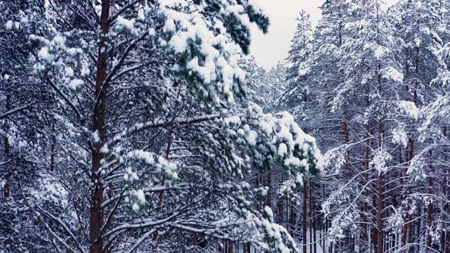 无人机向上倾斜拍摄森林，树木在白色的天空下的雪峰视频素材