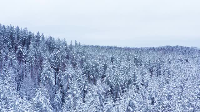 无人机飞过雪林，树木在皑皑白雪下翱翔视频素材