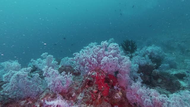 多刺的翡翠软珊瑚花园海底荒野视频素材