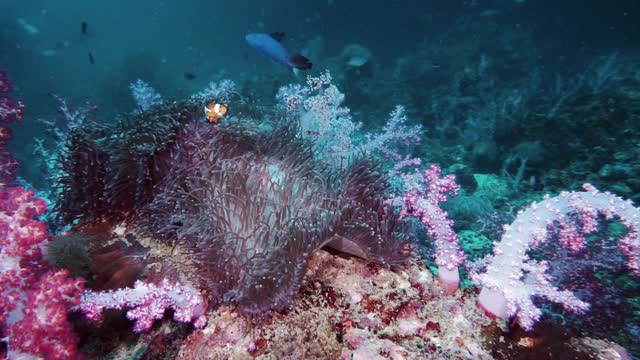 宽镜头的两个小丑鱼在深海海葵在海底视频素材