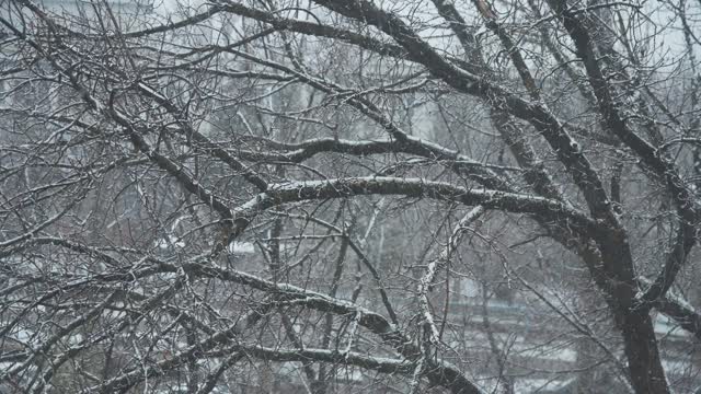 下雪时树木被雪覆盖。视频素材