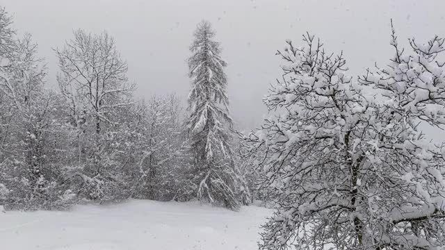 松树和坚果树被雪覆盖视频素材