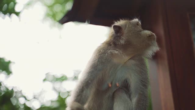 乌布坐着四处看的猕猴视频素材