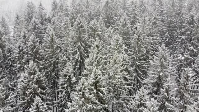 在暴风雪，降雪期间的山区森林鸟瞰图。视频素材