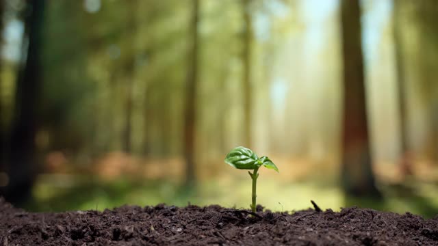 在大田种植园种植植物的过程中，农民将种子种在黑色肥沃的土壤内，以便在阳光下进一步生长。拯救地球上的绿色植物资源，是全球严重干旱导致植物灭绝的问题视频素材