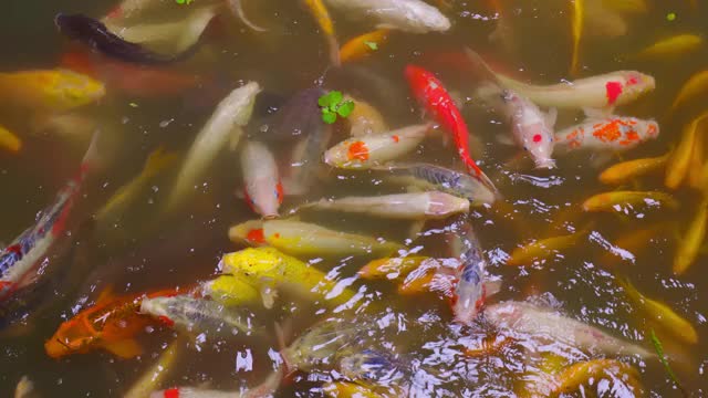 池塘里有锦鲤视频素材