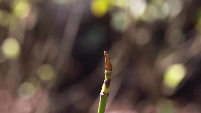 蜻蜓飞行的慢动作视频素材