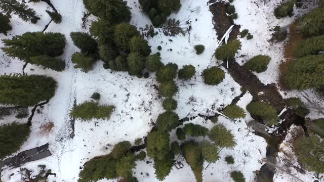 无人机在松树林上空向下看视频素材