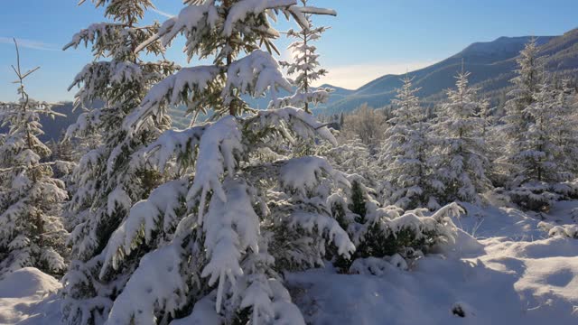 华丽的冬季景观。镜头沿着覆盖着蓬松雪的冷杉树移动。太阳从山后出来，穿过树枝。冬天的故事。散步和徒步旅行的好地方。UHD 4 k视频素材