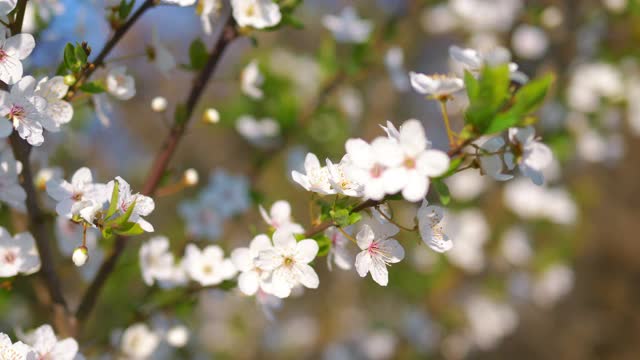 春花背景4k慢镜头60fps视频素材