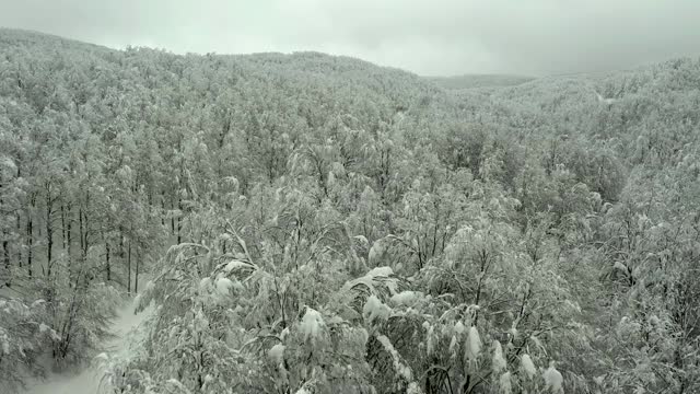 雪覆盖的山路，雪覆盖的树林视频素材