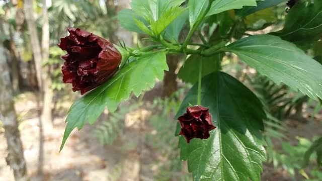 美丽的芙蓉花蕾视频素材