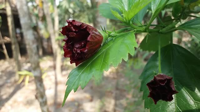 美丽的芙蓉花蕾视频素材