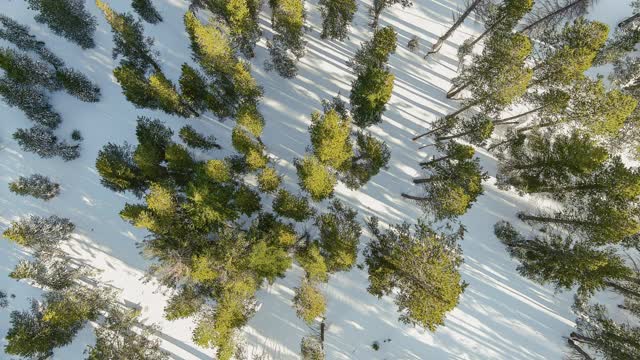 鸟瞰图的树木由无人机在雪山覆盖。视频素材