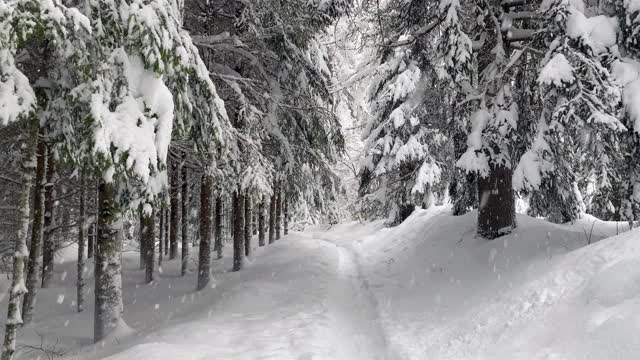 森林里下雪了，特伦蒂诺视频素材