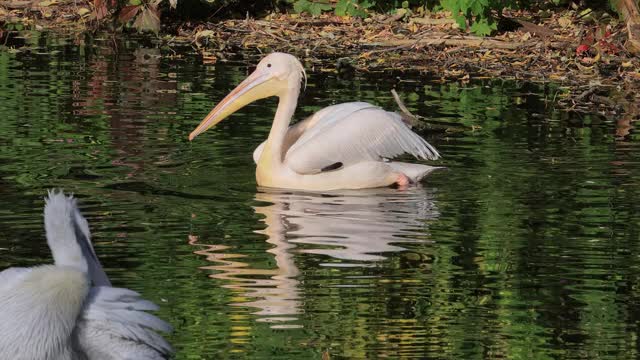 达尔马提亚鹈鹕(Pelecanus crispus)是鹈鹕家族中最大的成员，也许是世界上最大的淡水鸟类，尽管在重量和长度上可以与最大的天鹅媲美。视频素材