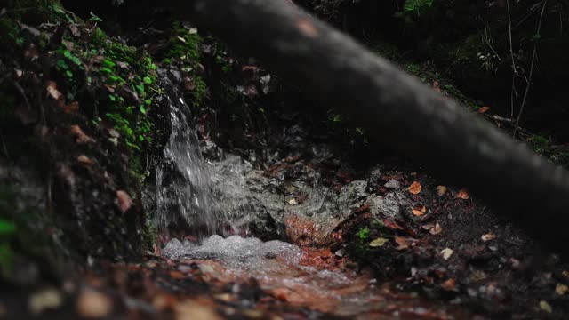 一条清澈清凉的小溪，位于风景如画的长满青苔的老森林里。视频素材