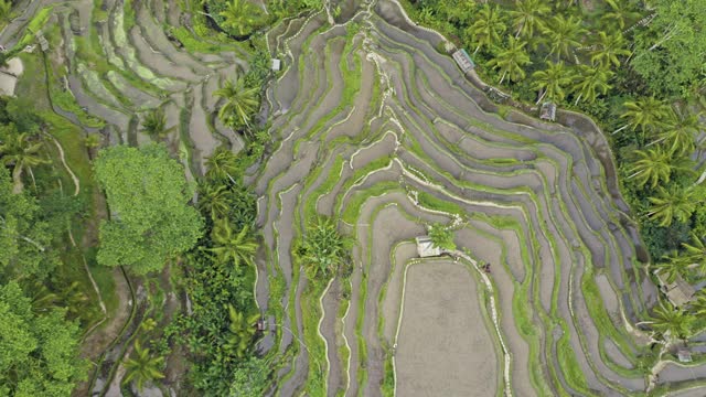 无人机在山脊梯加兰水稻梯田上空视频素材