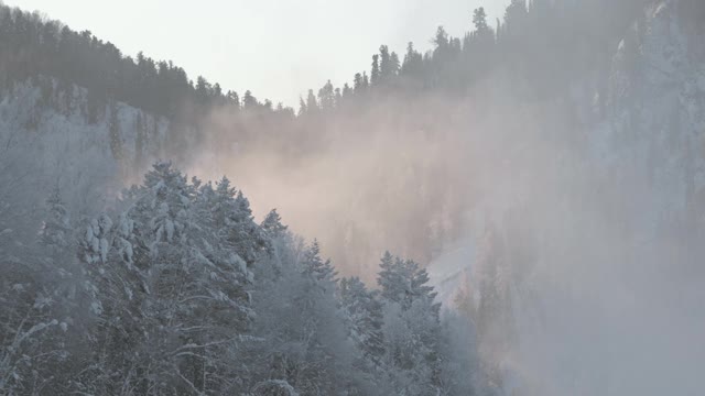 晨雾掠过树梢。山上的雪松。冬天的森林在粉红色的雾霾中。太阳照亮了山中的低云。视频素材