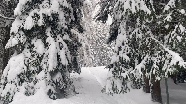 森林里的松树和冷杉上飘着雪花视频素材