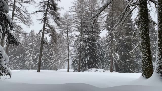 森林里的雪覆盖着松树和冷杉树视频素材