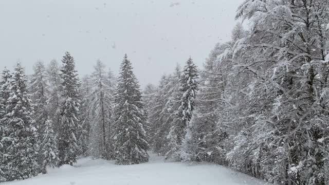 松树和冷杉上飘着雪花视频素材