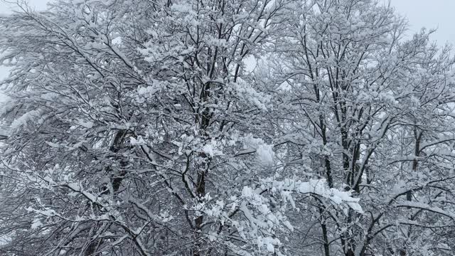 松树和冷杉上飘着雪花视频素材