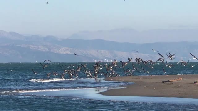 一群海鸥飞离海岸线视频素材